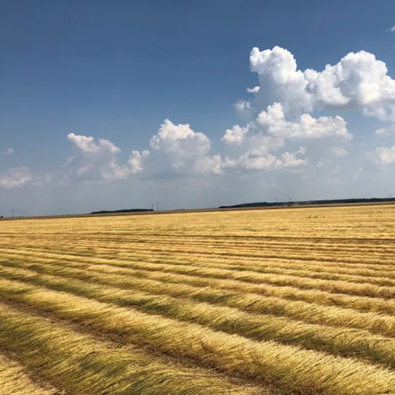 The Journey of Linen: From Field to Fabric